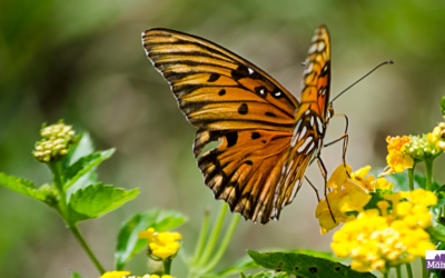 Take part in the butterfly identification campaign