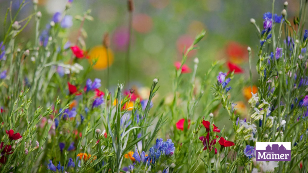 Des semences luxembourgeoises dans votre jardin