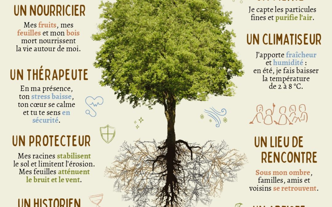 La valeur d&rsquo;un arbre